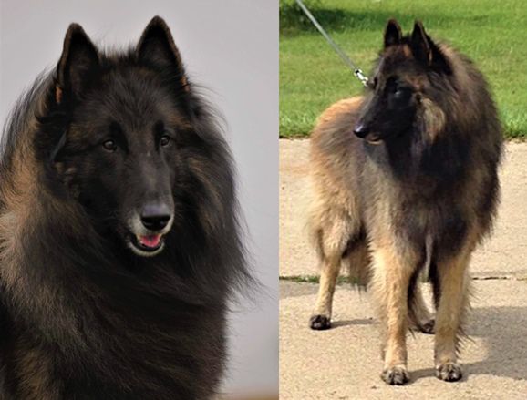 Belgian Shepherd - The Breed Archive