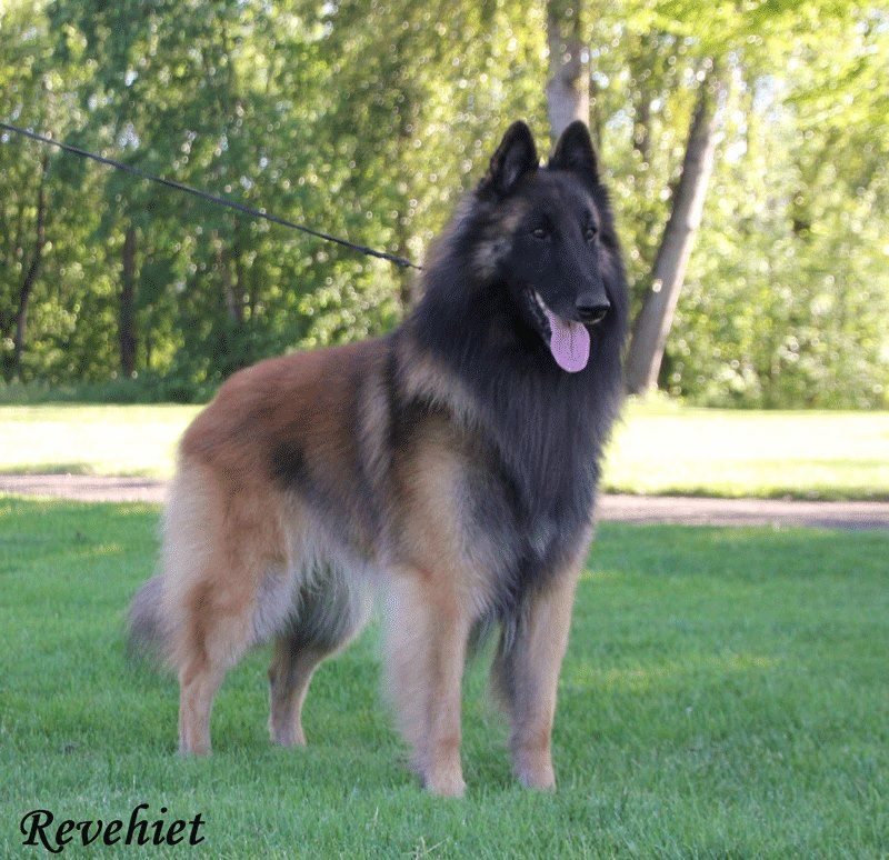 belgian-shepherd-the-breed-archive