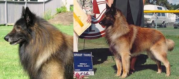 Belgian Shepherd - The Breed Archive