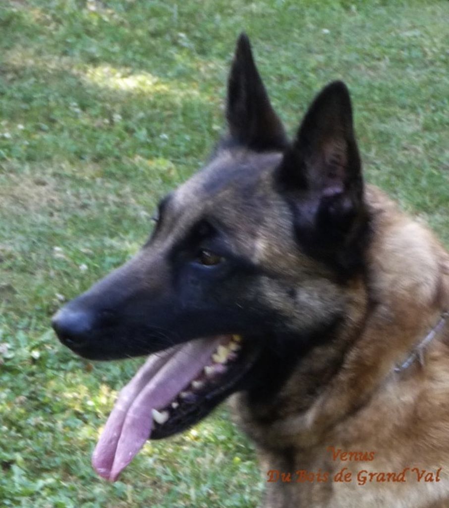 Belgian Shepherd - The Breed Archive