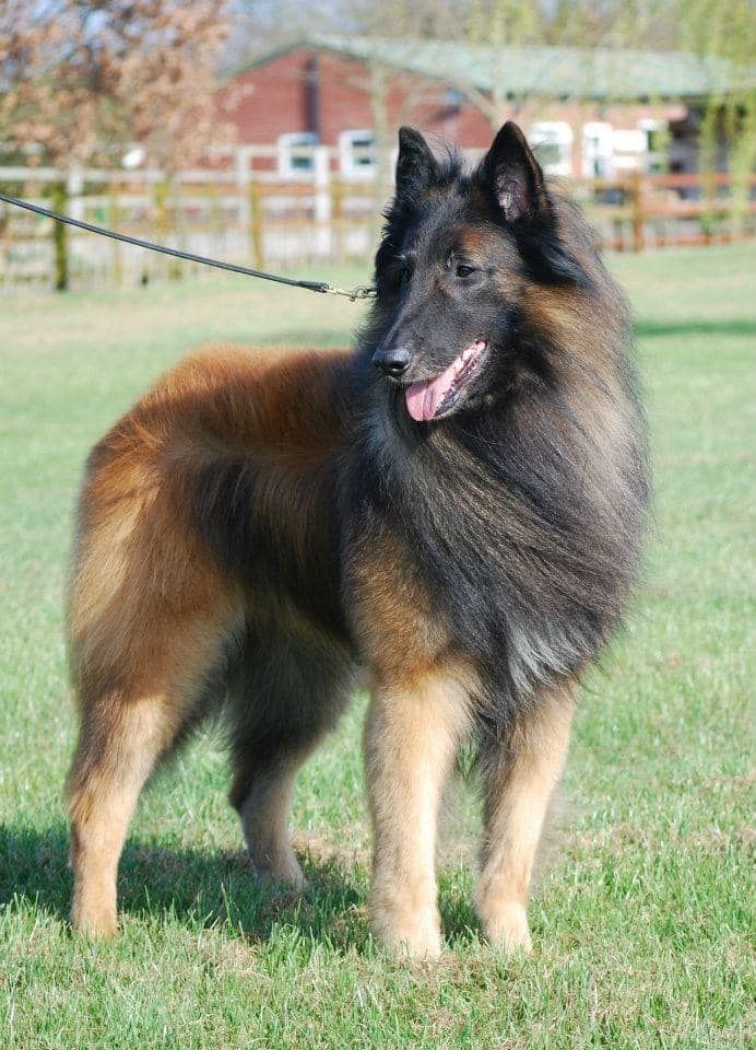 Belgian Shepherd - The Breed Archive