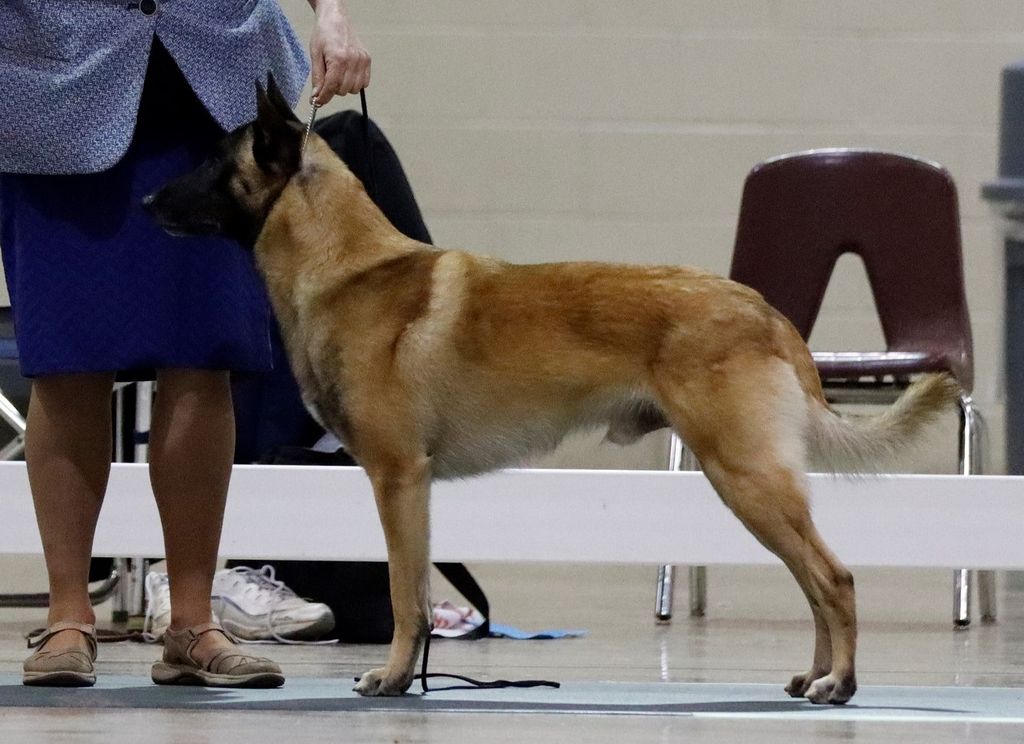 Belgian Shepherd - The Breed Archive