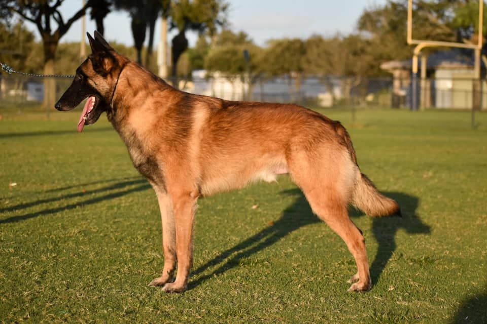 Belgian Shepherd - The Breed Archive