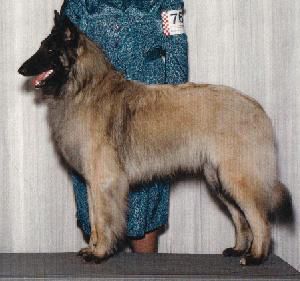 Belgian Shepherd - The Breed Archive