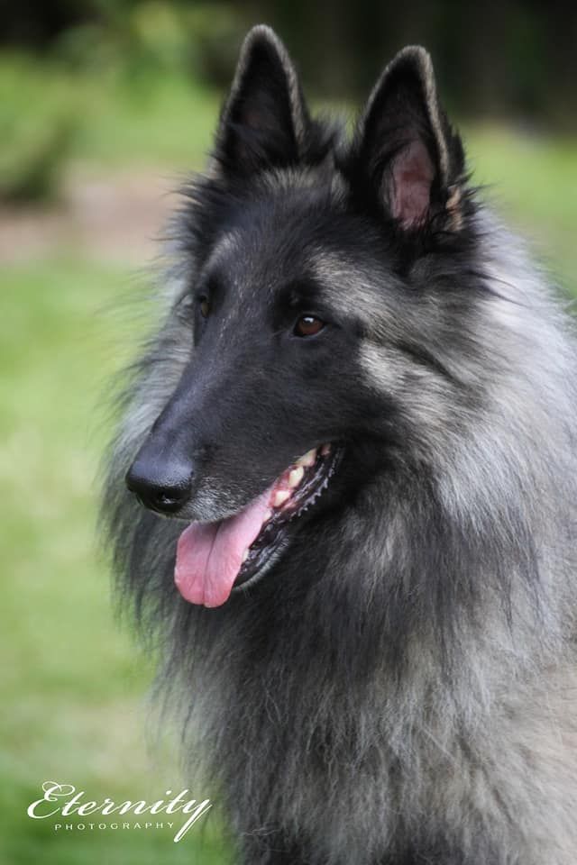 Belgian Shepherd - The Breed Archive