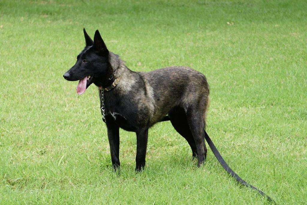 belgian-shepherd-the-breed-archive