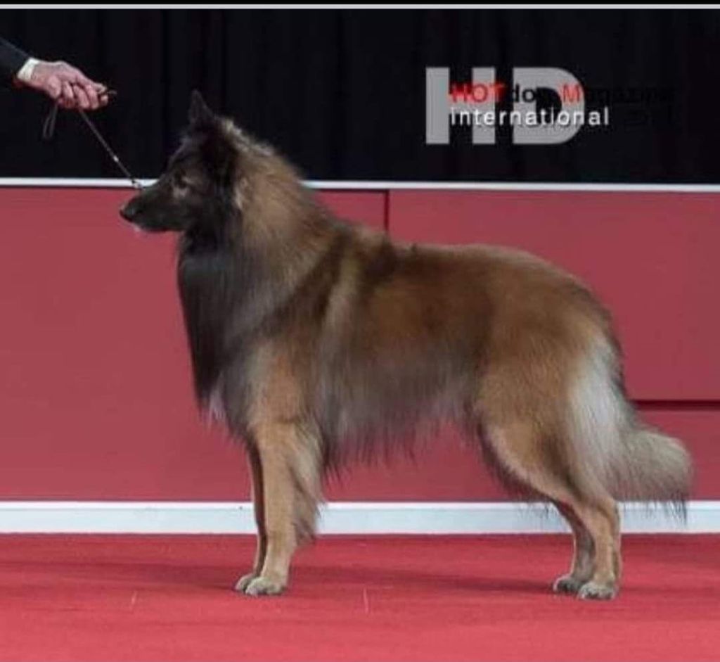 Belgian Shepherd - The Breed Archive