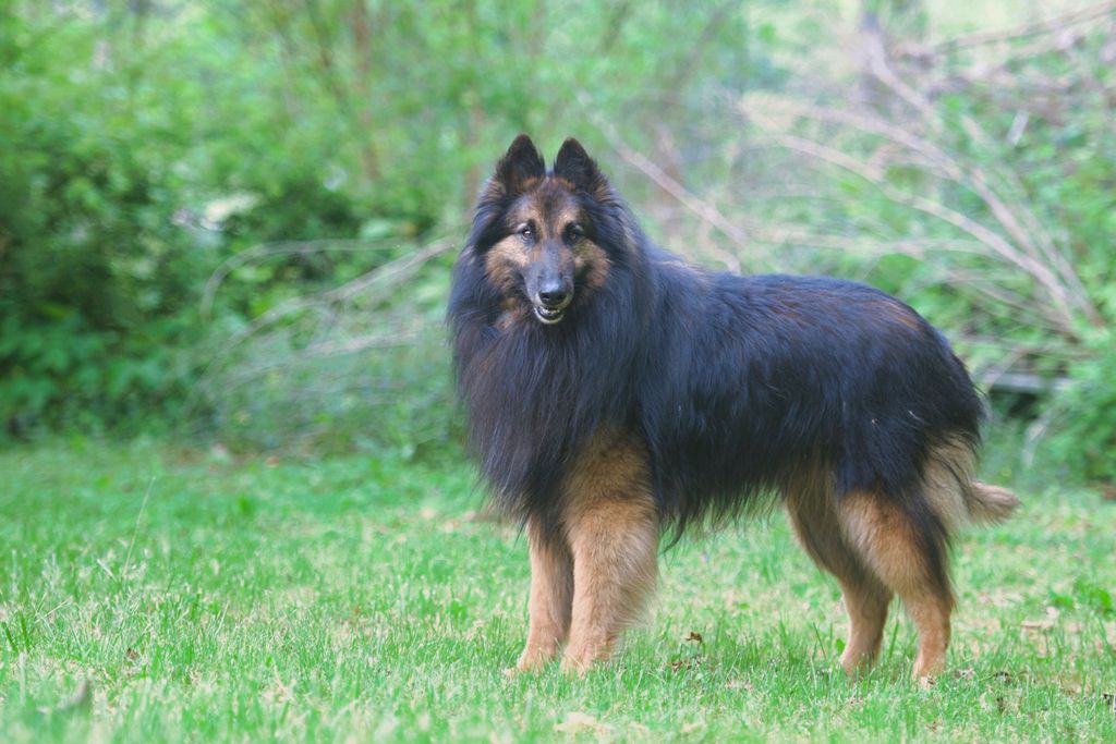 Belgian Shepherd - The Breed Archive