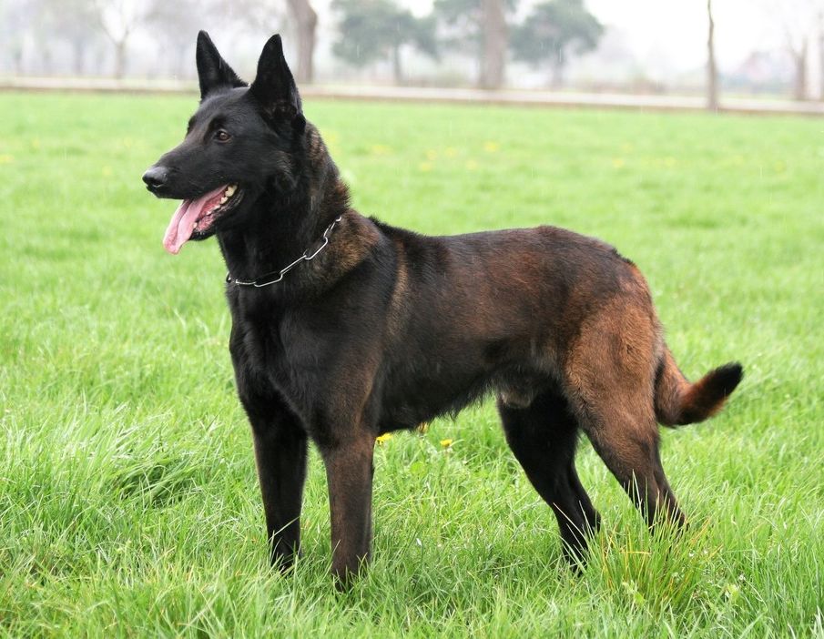Belgian Shepherd - The Breed Archive