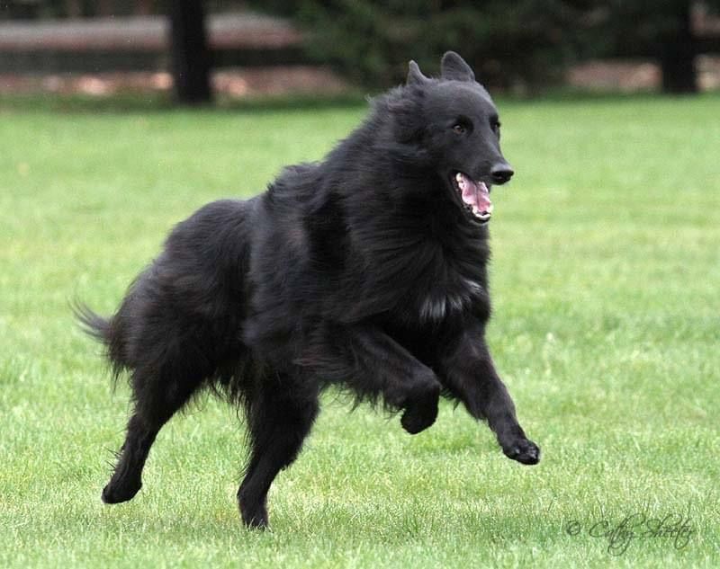Belgian Shepherd - The Breed Archive