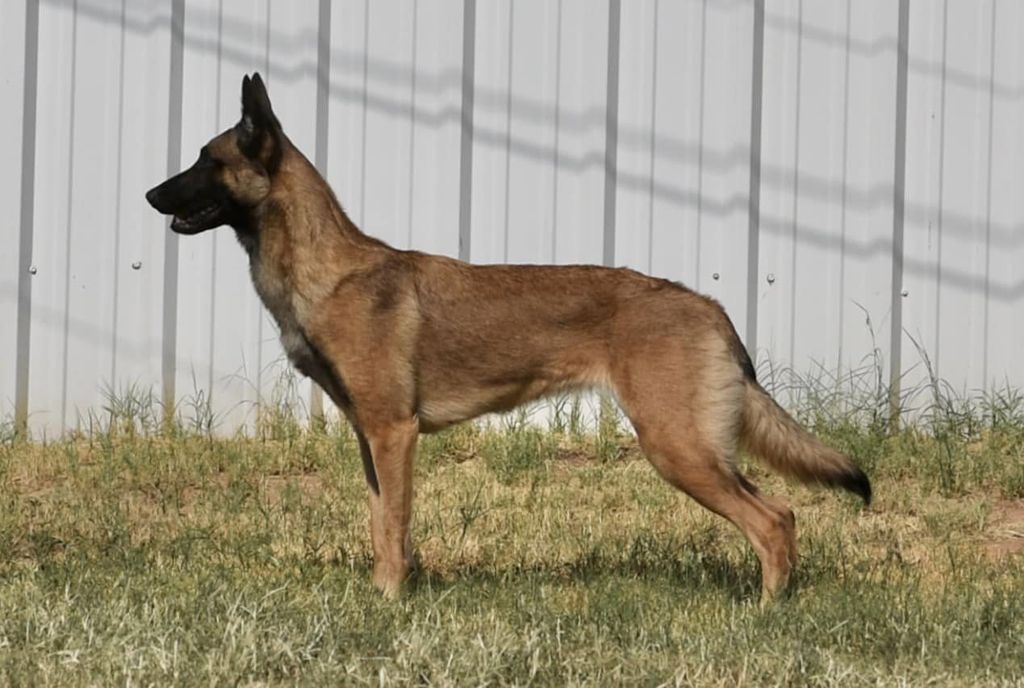 Belgian Shepherd - The Breed Archive