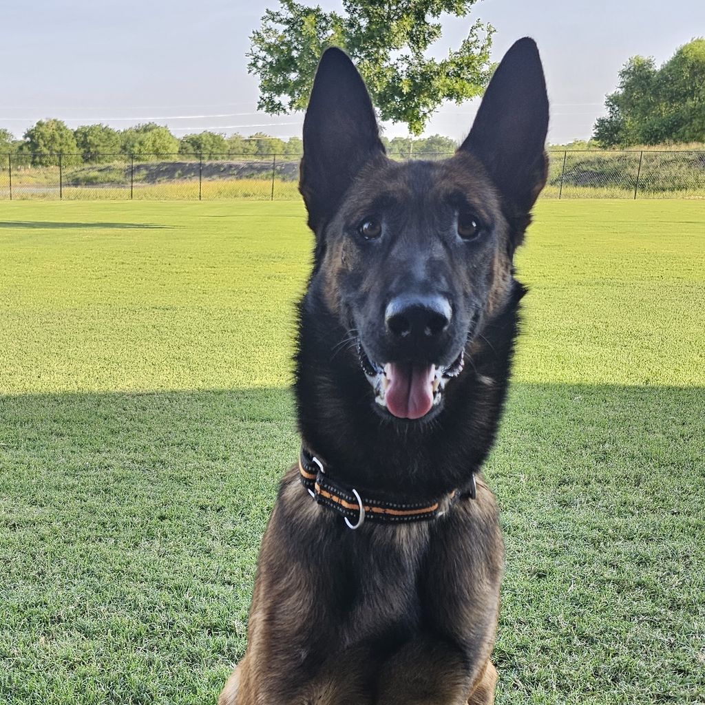 Belgian Shepherd - The Breed Archive