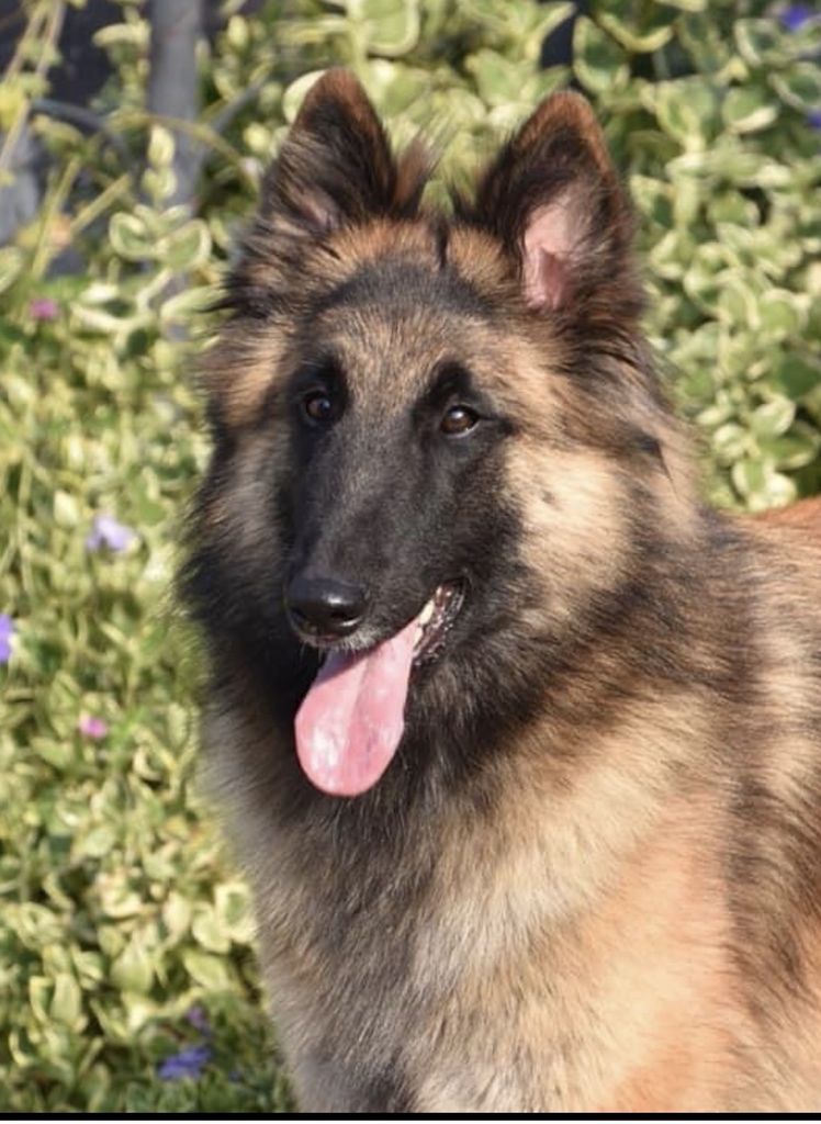Belgian Shepherd - The Breed Archive