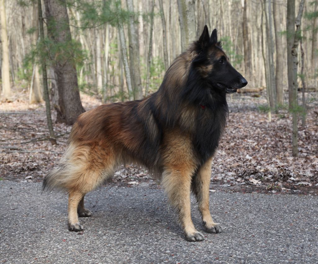 Belgian Shepherd - The Breed Archive