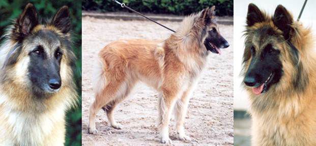 Belgian Shepherd - The Breed Archive