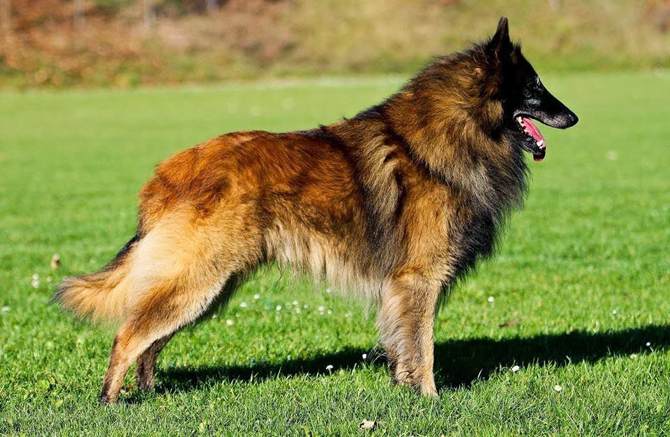 Belgian Shepherd - The Breed Archive
