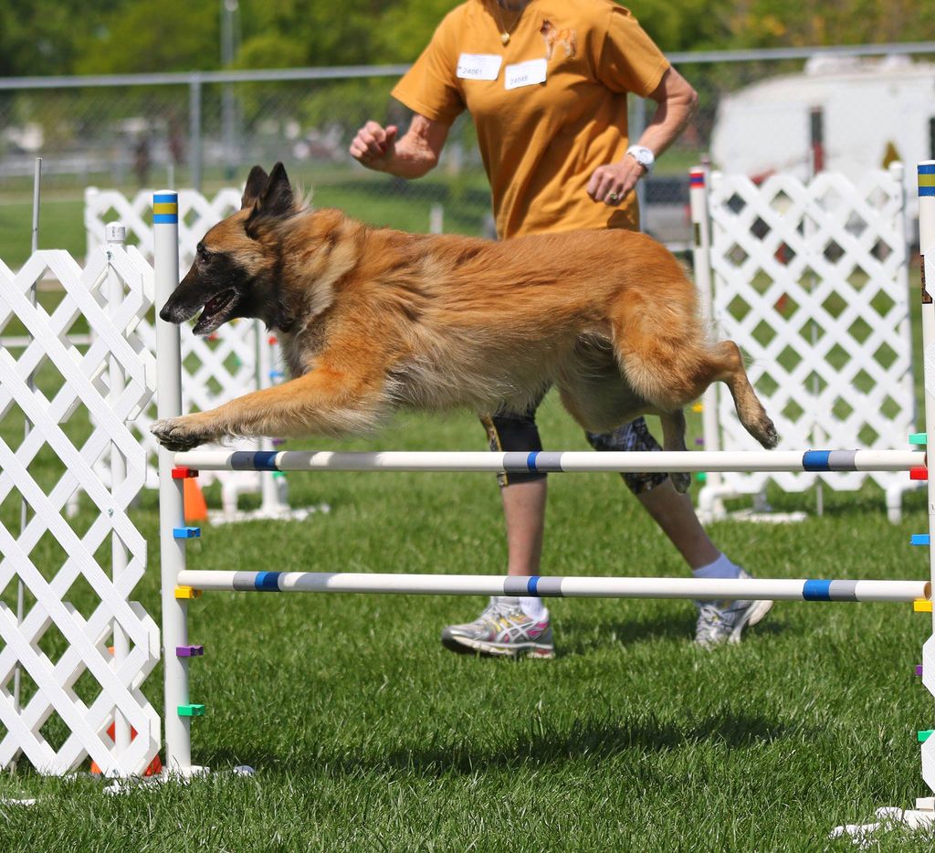 Belgian Shepherd - The Breed Archive