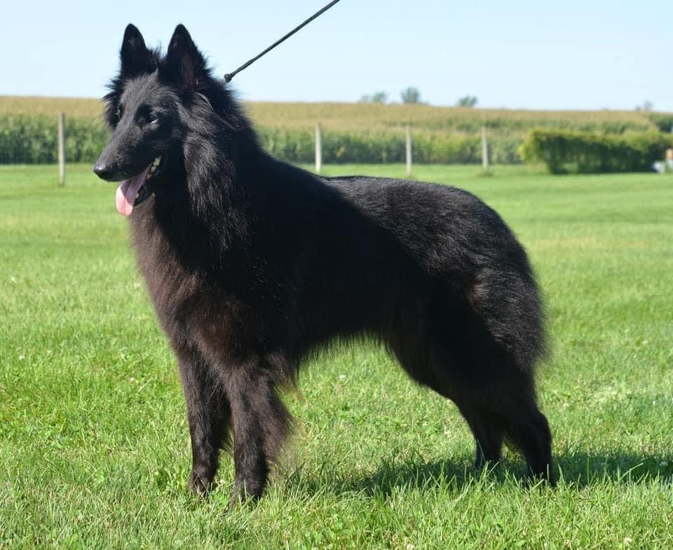 Belgian Shepherd - The Breed Archive