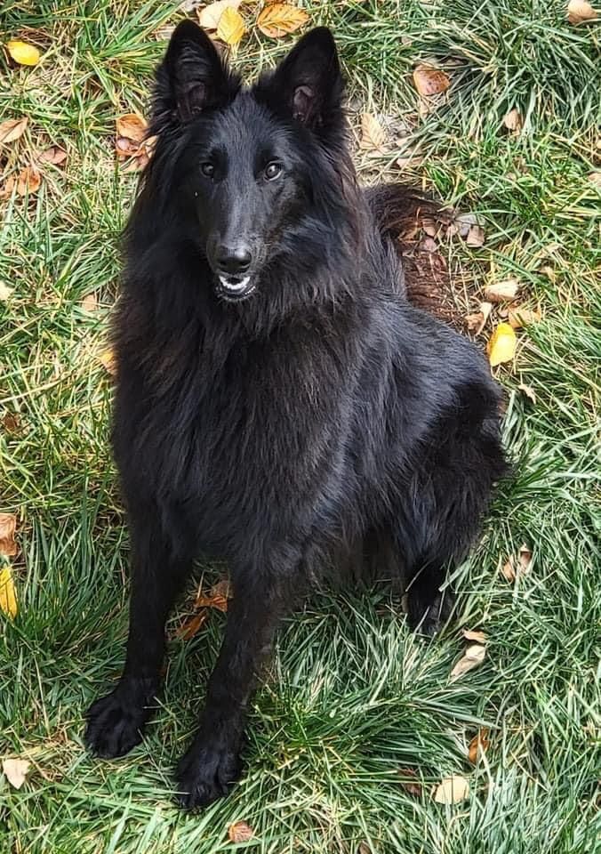 Belgian Shepherd - The Breed Archive