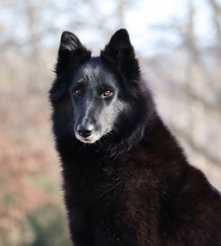 Belgian Shepherd - The Breed Archive