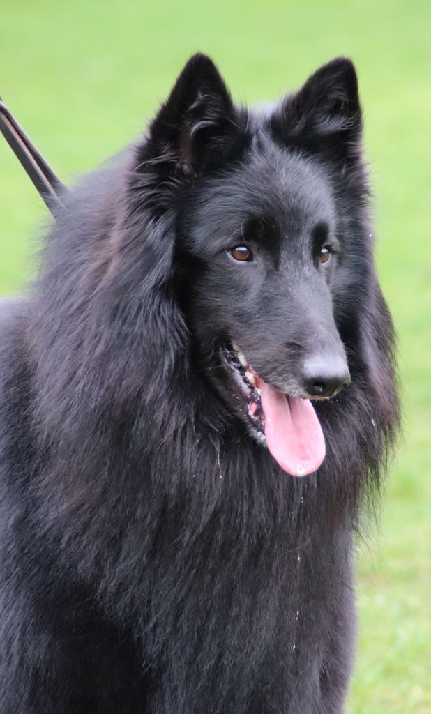 Belgian Shepherd - The Breed Archive