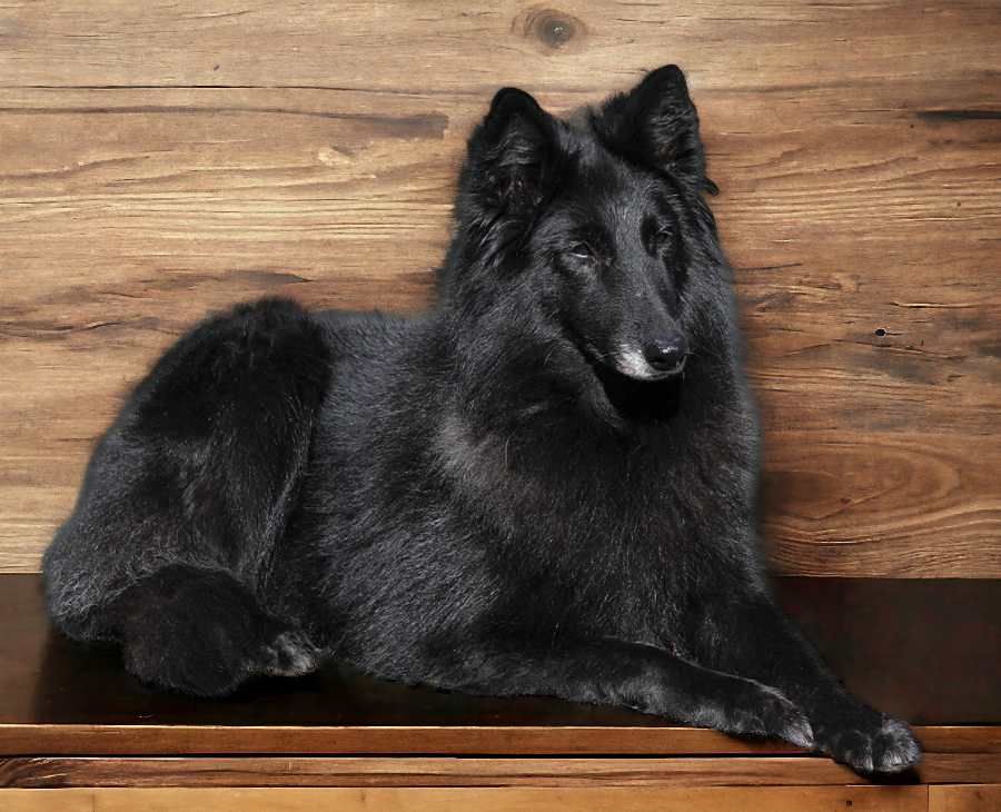 Belgian Shepherd - The Breed Archive