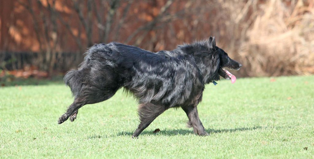 Belgian Shepherd - The Breed Archive