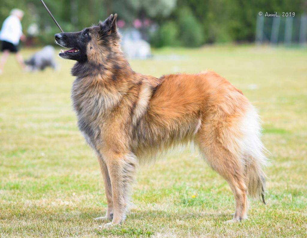 Belgian Shepherd - The Breed Archive