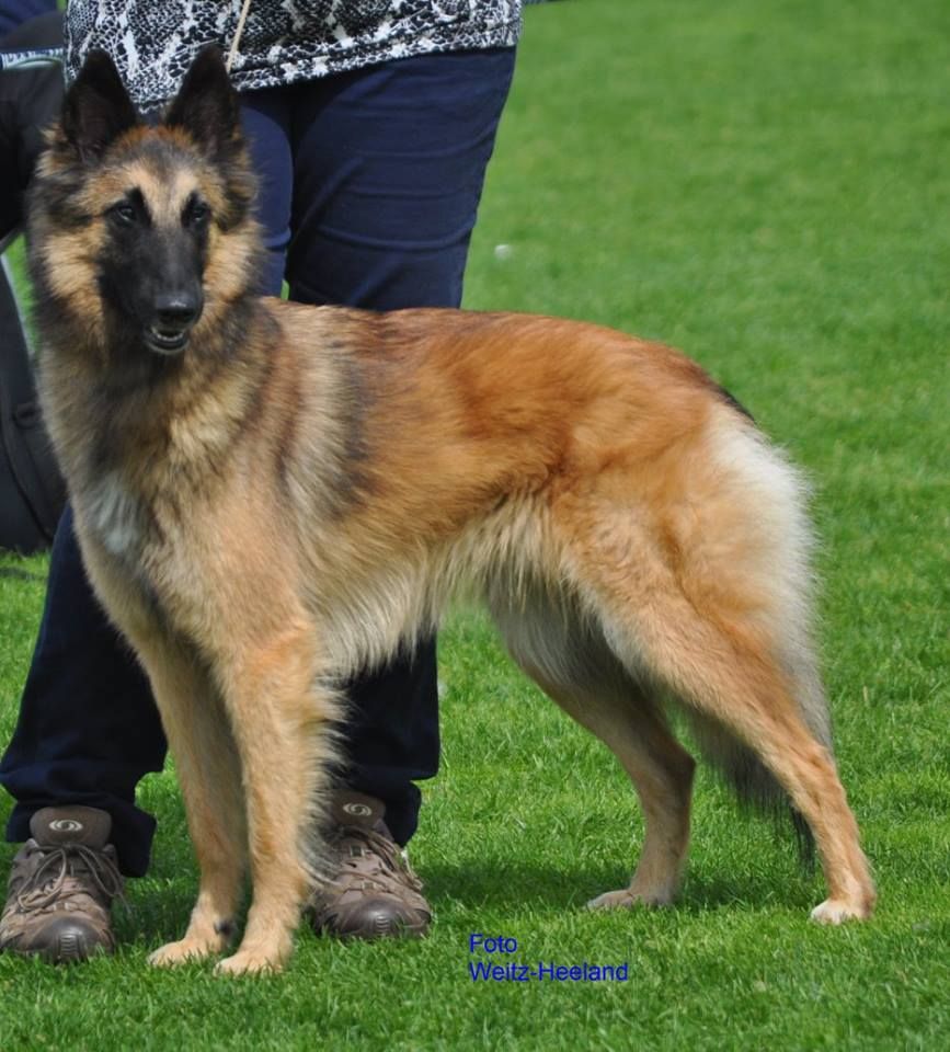 Belgian Shepherd - The Breed Archive