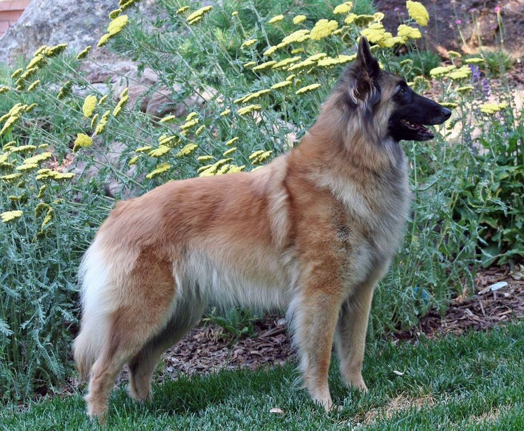 Belgian Shepherd - The Breed Archive