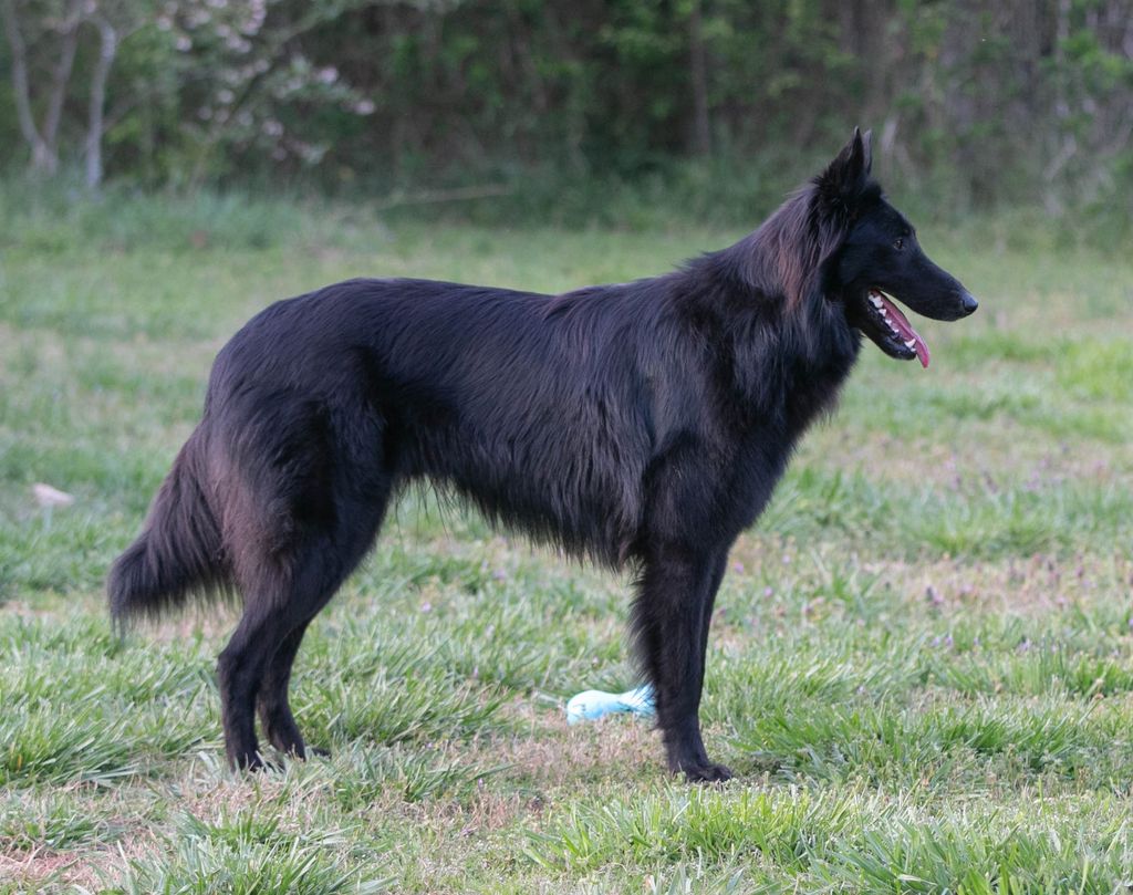 Belgian Shepherd - The Breed Archive