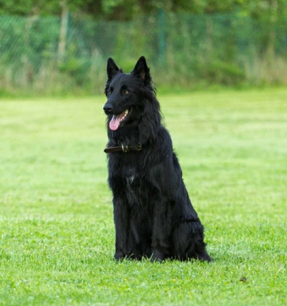 Belgian Shepherd - The Breed Archive