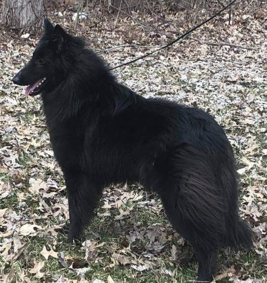 Belgian Shepherd - The Breed Archive