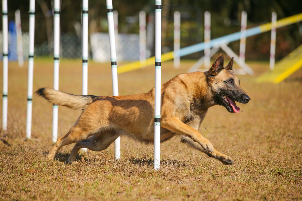 Belgian Shepherd - The Breed Archive