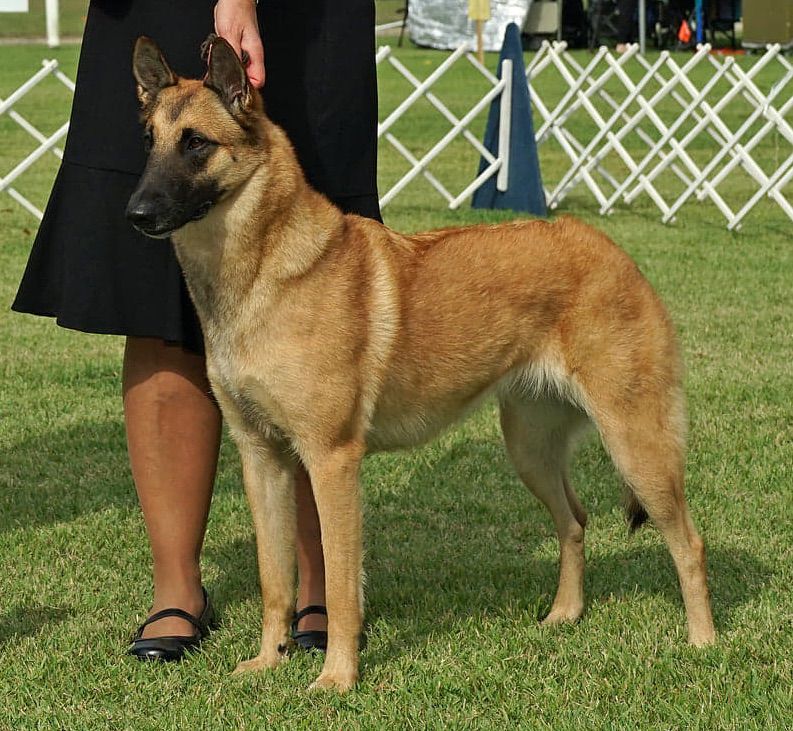 Turick malinois best sale