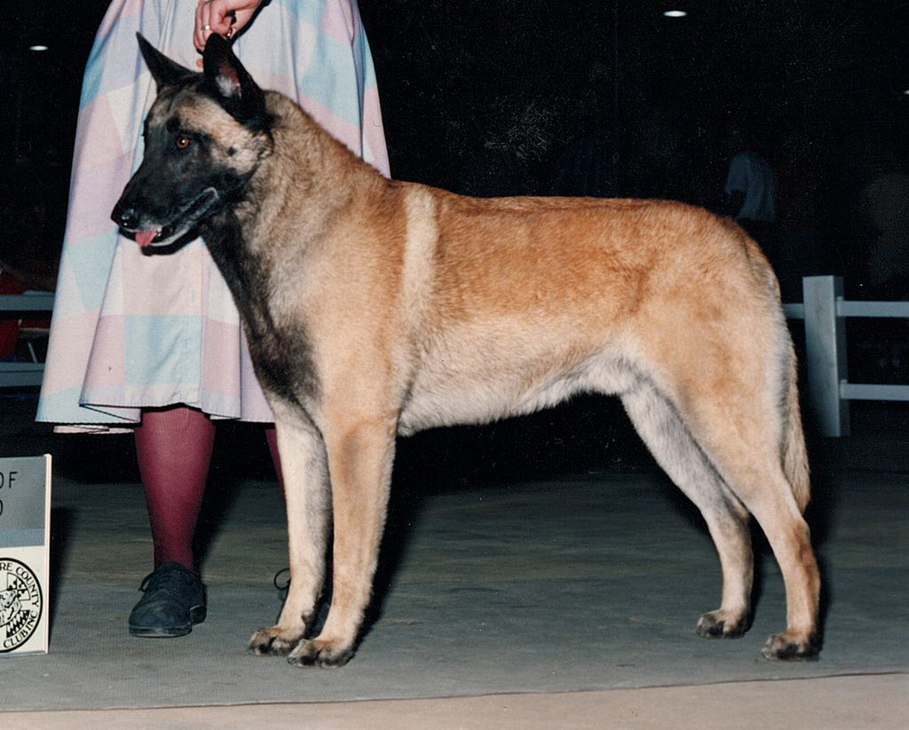 Turick malinois store