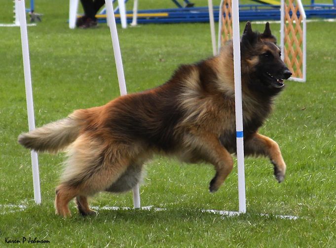Belgian Shepherd - The Breed Archive