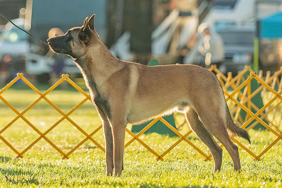 Belgian Shepherd - The Breed Archive