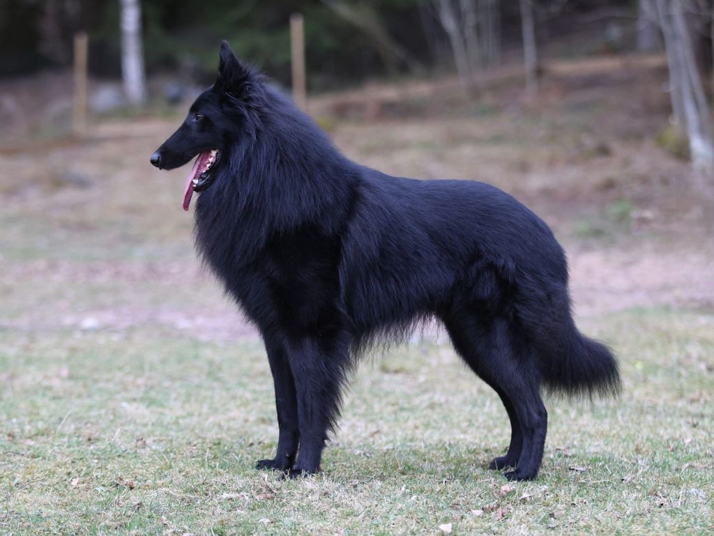 Belgian Shepherd - The Breed Archive