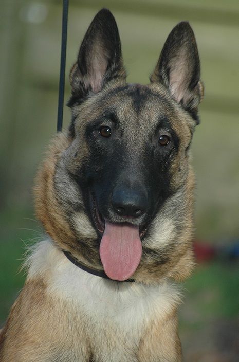 Belgian Shepherd - The Breed Archive