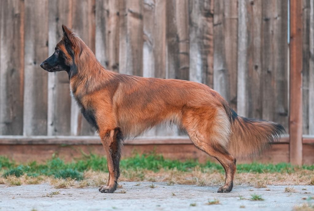 Belgian Shepherd - The Breed Archive