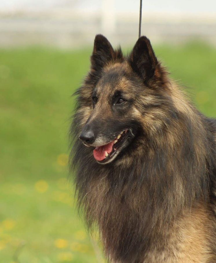 Belgian Shepherd - The Breed Archive