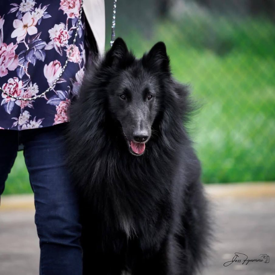 Belgian Shepherd - The Breed Archive