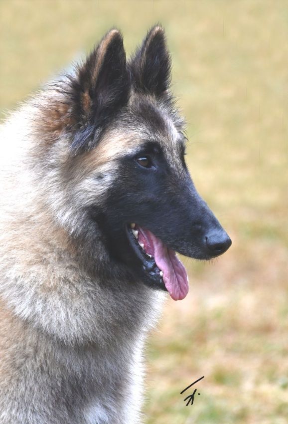 Belgian Shepherd - The Breed Archive