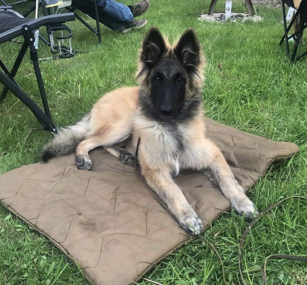 Belgian Shepherd - The Breed Archive