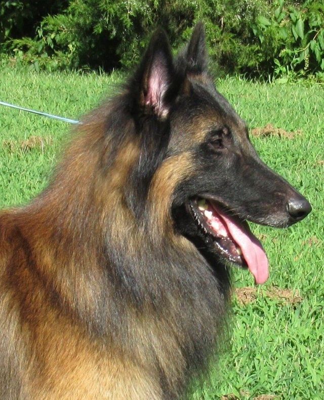 Belgian Shepherd - The Breed Archive