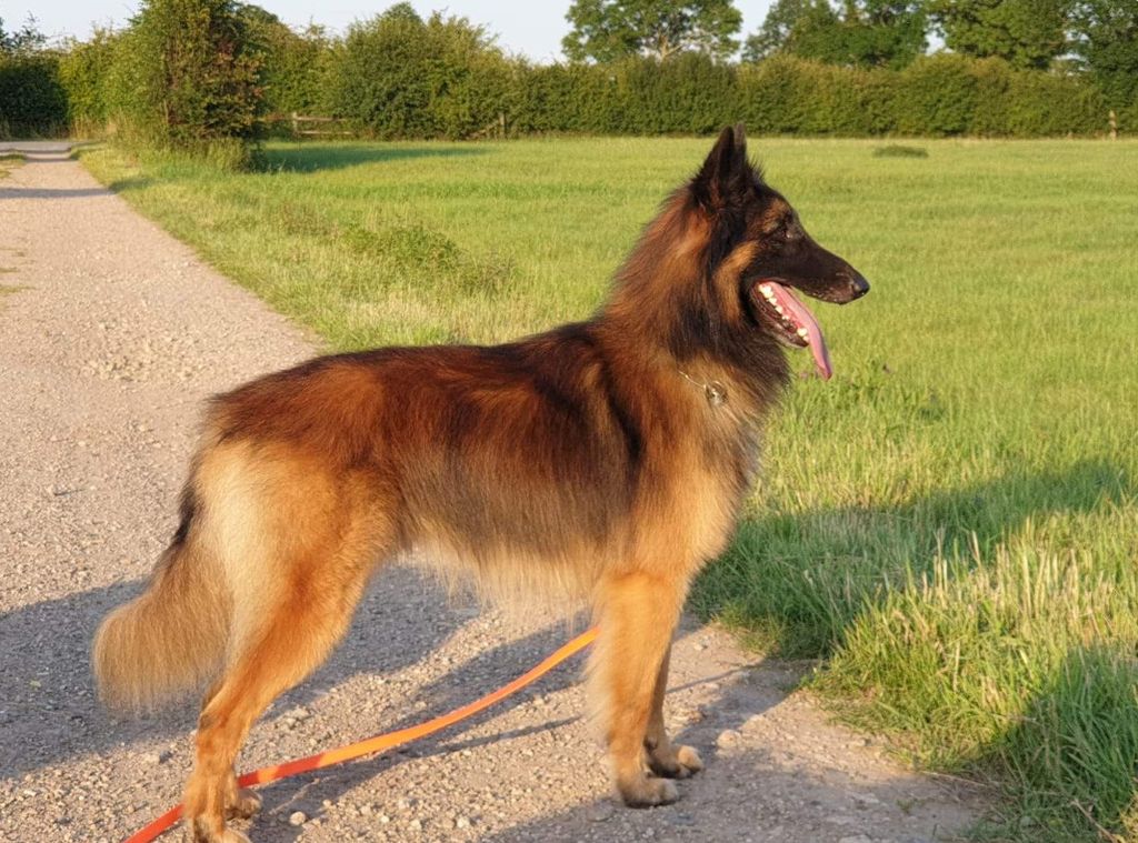 Belgian Shepherd - The Breed Archive
