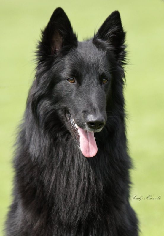 Belgian Shepherd - The Breed Archive
