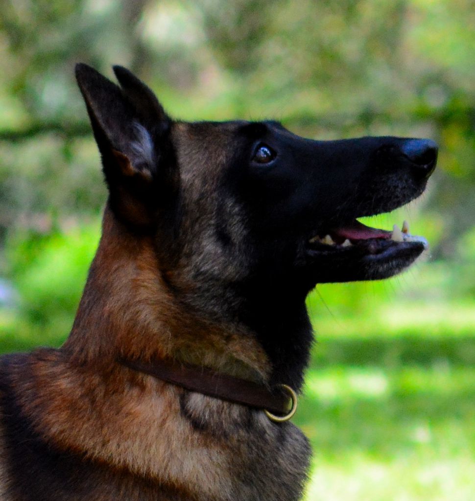 Belgian Shepherd - The Breed Archive