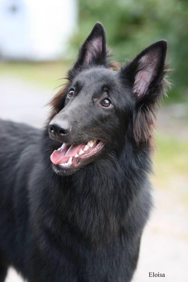 Belgian Shepherd - The Breed Archive